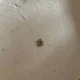 Mini D Pendant